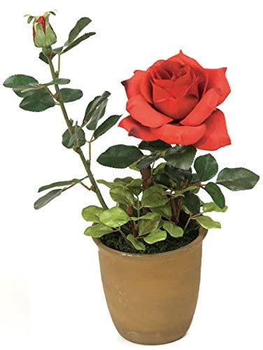 EdensField Rare Exotic  Red Climber Rose  Flower Live Plant (1 Healthy Plant) New (B09LH4NT6L) Amazon Price History, Amazon Price Tracker