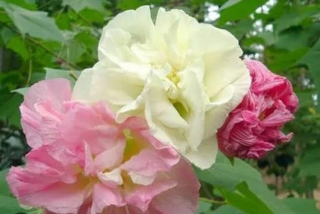 DHARIKA GARDENS Land Lotus/Magic Rose/Colour changing rose/cotton Rose - 1 Healthy live plant (B0CWMYL5RX) Amazon Price History, Amazon Price Tracker