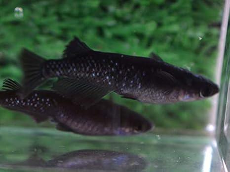 めだか物語 ブラックダイヤ オロチラメめだか 未選別 稚魚 Ss Sサイズ 10匹セット 生体 めだか物語 観賞魚 水中生物 通販 Amazon