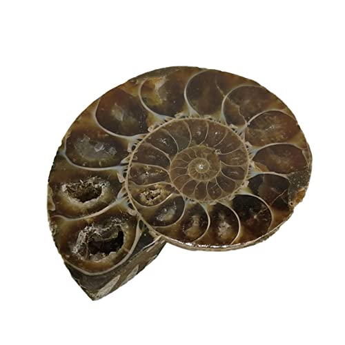 YJYQ Ammonite naturelle | Exemplaire de minéraux de pierres précieuses naturelles polies | Approvisionnement en laboratoire pour l'éducation scientifique paléontologique de base Cover