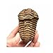 Acxico 1Pcs Flexicalymene Moroccan Trilobites Fossil 4-5.5cm- Morocco