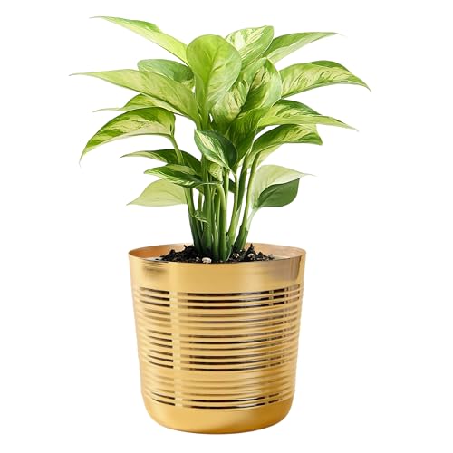 Image of Gold Ribbed Metal Planter Pot for Indoor Living Room Tabletop Decorative Flower Planter Pot for Home Decoration and Gifting (5 inch Height)