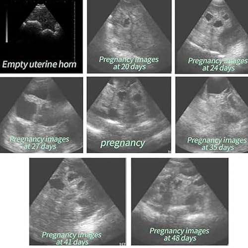 Analizzatore veterinario di ultrasuono - schermo ad alta risoluzione del LED per la diagnostica degli animali da fattoria