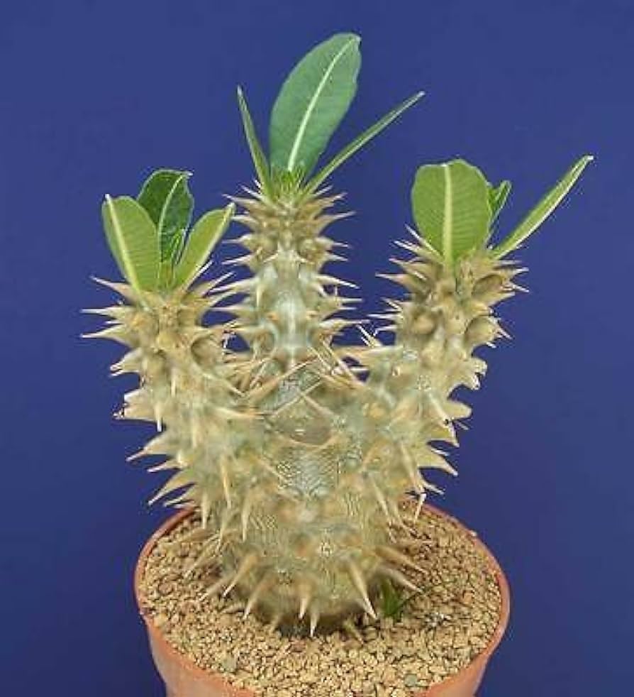 Pachypodium horombenseパキポディウムホロンベンセ パキポディウム ホロンベンセ Pachypodium horombense