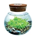 WaterPlants- Create Your Own Lush and Soothing Aquasacape Terrarium Starter Kit, Indoor Plant Glass Globe Terrariums with Powerful 3 LED Light and Complete Supplies, Just Add Water!
