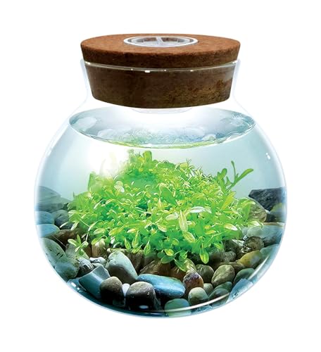 WaterPlants- Create Your Own Lush and Soothing Aquascape Terrarium Starter Kit Indoor Plant Glass Globe Terrariums with Powerful 3 LED Light and Complete Supplies Just Add Water!