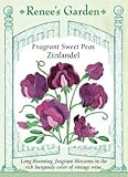 Sweet Pea - Fragrant Zinfandel Seeds