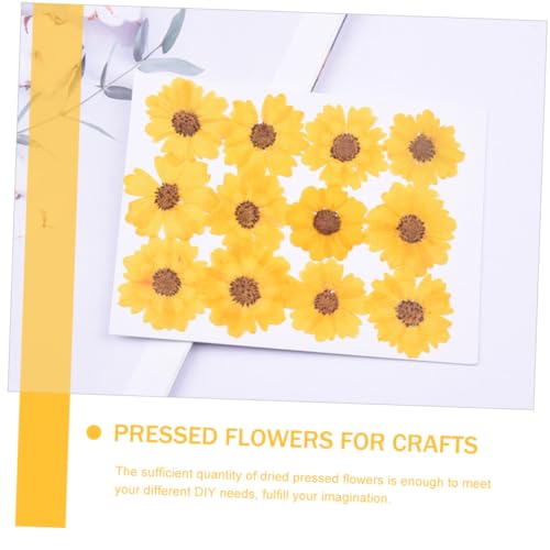 Flores Secas Decorativas para Manualidades DIY miniatura 2
