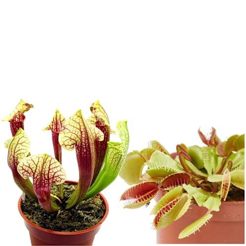 Duo Venus y Sarracenia : Increíble Adición de Jardín - Plantas Carnívoras en Vivo