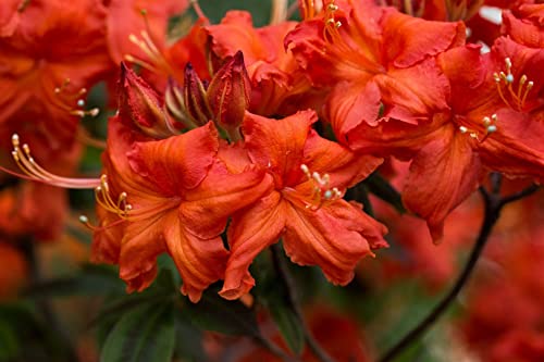 Rhododendron luteum 'Balzac' 40–50 cm – Winterhart, Mehrjährig – Gelber Rhododendron/Azalee – Blütenstrauch für Garten & Beet