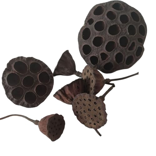 Cascarilla de loto seca natural, 8 piezas 7-12 cm miniatura 2