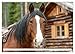 Horses in the Free Nature (Wall Calendar 2026 DIN A2 Landscape), CALVENDO Monthly Calendar: Horse Calendar with Noble Horses in the Free Nature - Frisians, Arabs, etc. and Horses (CALVENDO Animals)
