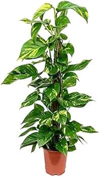 415Qt0C-MUL._AC_UF350,