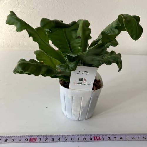 ϗtA AXvjE Ru ^j^ ArX