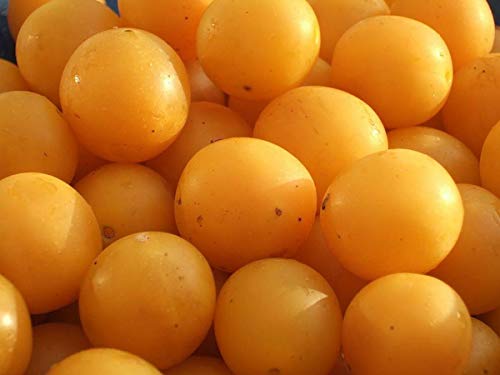 5 Mirabelle Plum Seeds - Prunus Domestica #TOP1