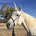 Unicorn Corner™ Unicorn Horn for Horses: White