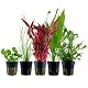 Aquarium Pflanzen Set AquaOne mit 5 Wasserpflanzen für Aquarien
