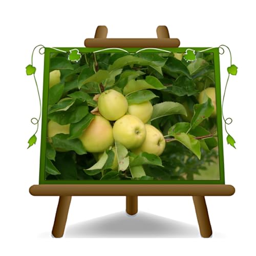 EURO PLANTS VIVAI Pommier Golden Delicious Val di Non plante fruitière ancienne en pot 26 cm hauteur maximale 180 cm - Âge 4 ans