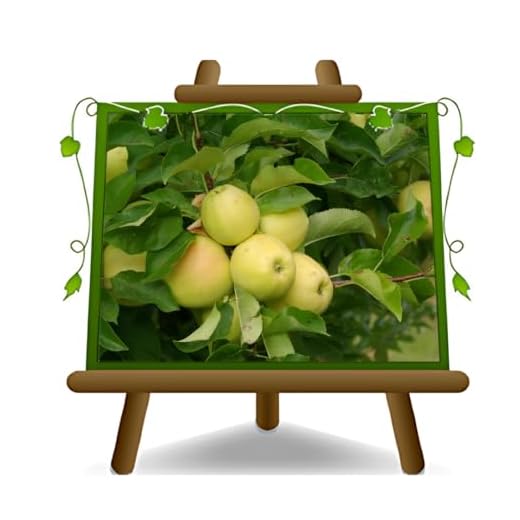 Manzano Frutas - Golden Delicious Valle de Non - Plantas frutales antiguas en maceta de 26 - Árbol máx. 200 cm - 4 años de cultivo