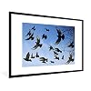 Poster met lijst Duif – Poster met lijst Veel vliegen duiven in lucht – 120×80 cm