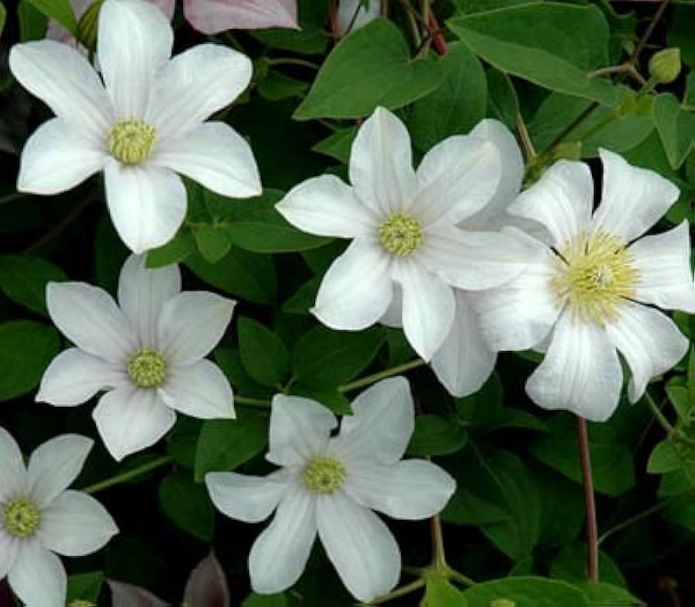 クレマチス　苗　④ 71mL6uvBpkL._UF350,350_QL50_.jpg