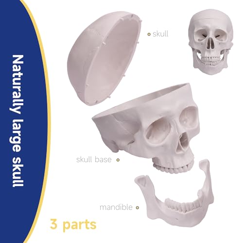 Image of Human Skull Model, Life-Size 3-Part Anatomical Model, Removable Skull Cap and Articulated Lower jaw, Realistic Anatomical Skull Model for Research