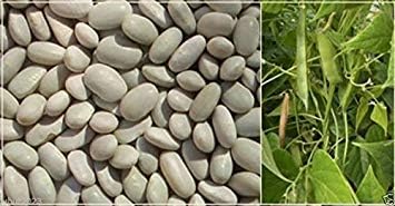 300 'White Dixie Butter Pea' Lima Bean Seeds,Heirloom pole type