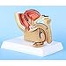 Srutueo 1:2 Male Pelvic Sagittal Section Testicular Prostate Bladder Rectal Urinary System Model