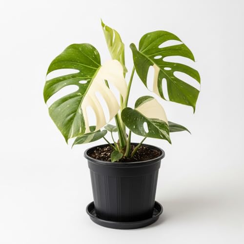 Constellation Monstera Plant, Rare Variegated Monstera Live Plant, Philodendron Houseplant...