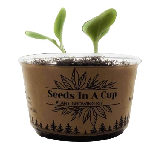 Sugar Maple | Tree Seed Starter Grow Kit | Seeds In A Cup(r)