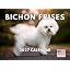 Bichon Frise