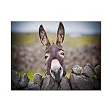 BEAYODKP EIN neugieriger Esel，Vintage-Blechschild, für Zuhause, Büro, Küche, Pub, Club, Café, Bar, Bauernhof, Restaurant, Kollektion, Metall-Wanddekoration(20 x 30 cm) 8 x 12 Zoll-B7