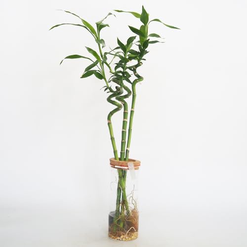 �h�s�`�m�r�d �n�C�h���J���`���[ �~���I���o���u�[ 1���� �ϗt�A�� �w���FDracaena sanderiana �^�C�v�F�L�W�J�N�V�ȃh���Z�i�� ��ϊ�����Β�� �C���e���A�O���[�� ���k�͔| ��Ă₷�� �K�^�̒| ���b�L�[�o���u�[