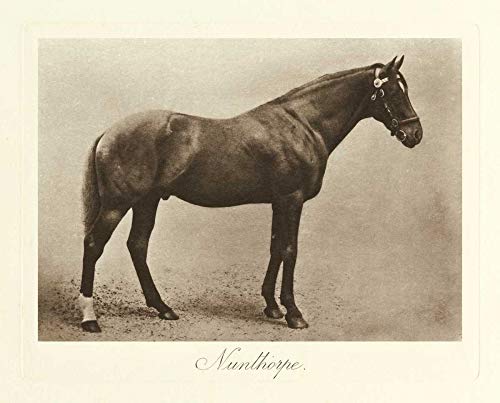 Affiche sur toile paysage nature Nunthorpe Clarence Hailey tableau animaux cadre 69x86