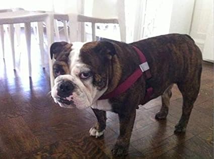 mekuti harness amazon