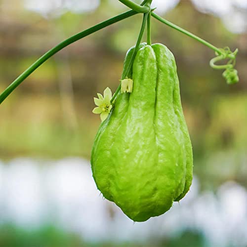 Qauzuy Garden- 20 Chayote Seeds Mirliton Choko Non-Gmo Heirloom Perennial Vegetables Survival Gear Food Seeds Drought Tolerant Easy To Grow #TOP3