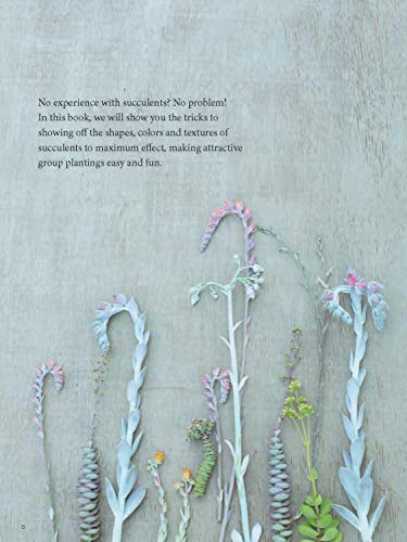 Container Succulents: Creative Ideas For Beginners #TOP6