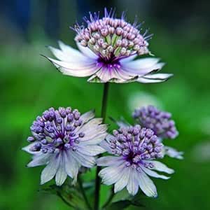 Sterndolde Samen Winterhart, Astrantia Major, Pflanzen Für Balkonkästen