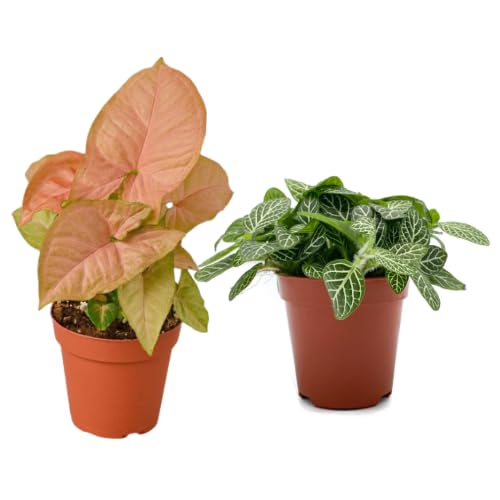See full amazon price history chart for PHULWA Fittonia Plant With Brown Round Pot And Pink Syngonium Live Plant with Brown Round pot Easy Care Indoor & Outdoor Plant | Plant for Gifting | Pack of 2… PHULWA Fittonia Plant With Brown Round Pot And Pink Syngonium Live Plant with Brown Round pot Easy Care Indoor & Outdoor Plant | Plant for Gifting | Pack of 2… (B0CG5SSJ8G) Amazon Price History, Amazon Price Tracker