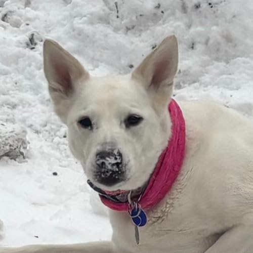 Episode 81: A Way Home