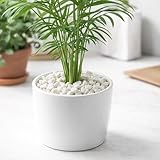 CLOROPHILLA B0GKHK8SD5 lato 4