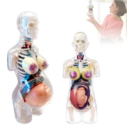 4d Transparent Pregnant Woman Torso Model, Human Anatomy Skeleton Torso Model, Removable Internal Components, Intuitive Transparent Internal Structure Display, for School Teaching Display