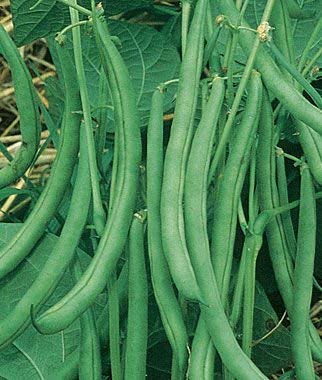Image of LIVE GREEN French Beans Organic F1 Hybrid Seeds (LG-SSED120)