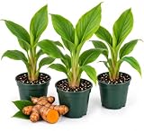 3 Turmeric Live Plants – Live Turmeric Plants in 3 Inch Pots – Curcuma Longa – Tropical Herb Garden Plant for Containers & Outdoor Growing (3 Plants)