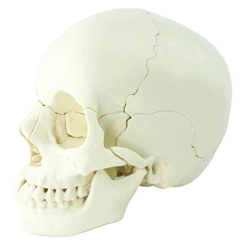 Modèle de crâne humain pour anatomie artistique et cours de dessin morphologique
