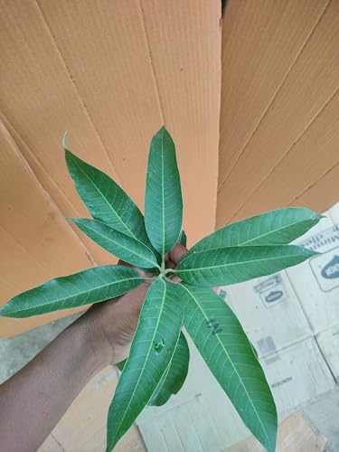 Image of Kothapalli Kobbari Mango Plant Premium Fresh And Tasty Mangoes Fruit After 2-3 Years Hybrid 1 Healthy Live Plant (Grafted Plant, 2-3 Feet Height)
