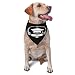 2023 Graduate Class Triangle Dog Bandana Scarf Accessories for Pet Bibs