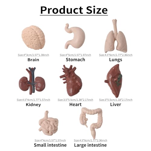 Image of Miniature Body Parts Mini Human Body Models, 3D Body Parts Set 8pcs Anatomy and Physiology Tools