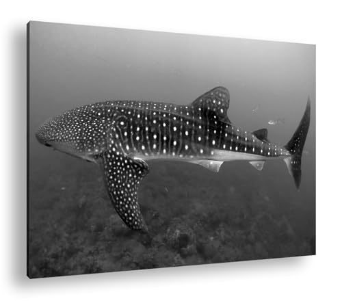 Décoration murale requin baleine deyoli grand tableau pour grand mur vide