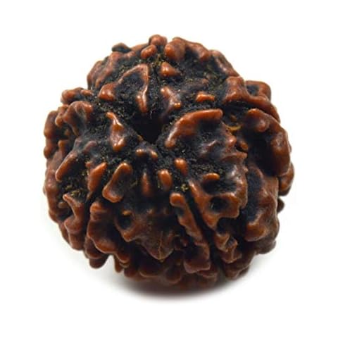 55Carat Brand Real 5 Mukhi 5 Face Rudraksha Bead Loose for Chakra Healing Puja Use Spiritual Rudraksh Cover